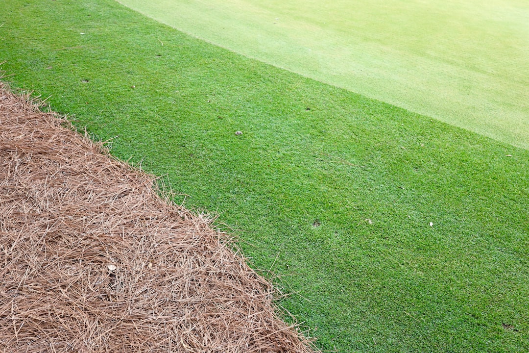 Green grass transitions to brown pine needles.